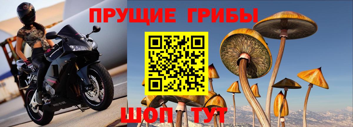 Псилоцибиновые грибы Cubensis  Вход с VPN  Нижний Тагил 
